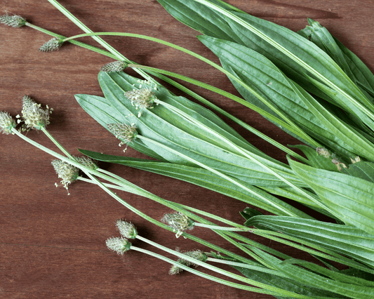 Plantain lancéolé (Plantago lanceolata) fraîchement récolté, posé sur une table en bois, mettant en valeur ses feuilles allongées et ses inflorescences.