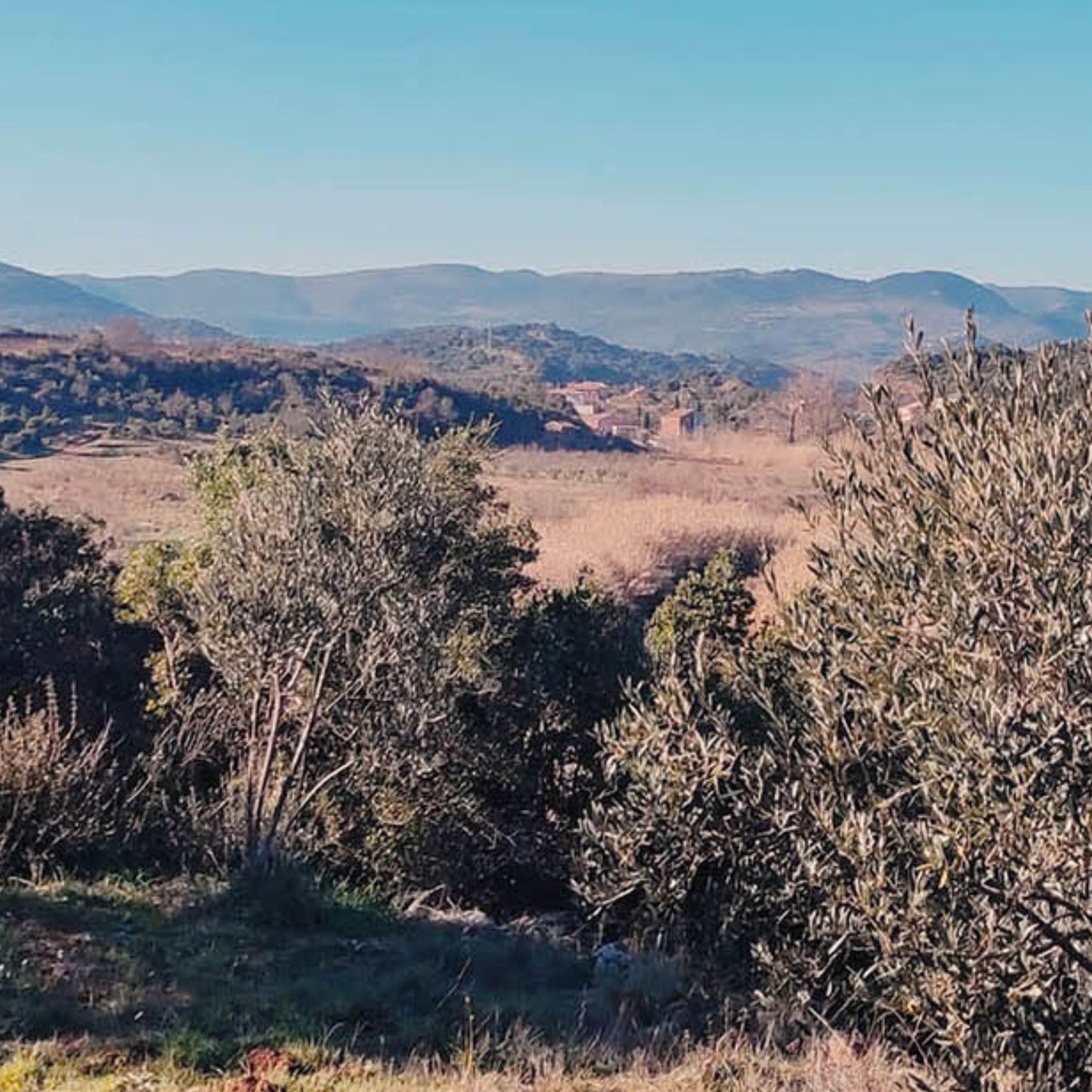 Oliveraie bio en Occitanie — feuilles d'olivier récoltées
à la main pour la tisane antioxydante MerveilleNature,
partenariat KAEA Savonnerie Hérault