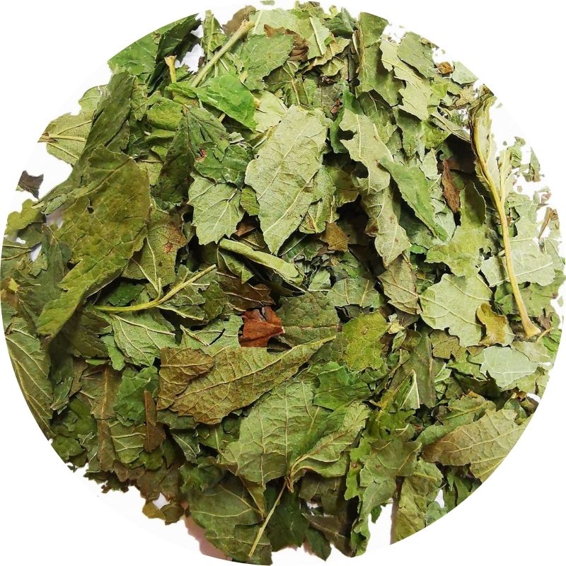 feuilles de cassis, plante médicinale en vrac