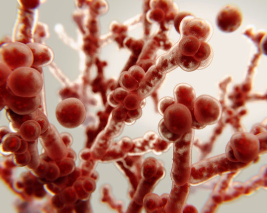 Image en gros plan de Candida albicans, levure microscopique impliquée dans les déséquilibres de la flore intestinale et la candidose