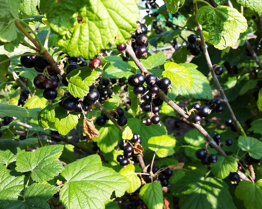 Baies de cassis sur branche de cassissier – plante médicinale riche en antioxydants pour renforcer l’immunité