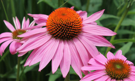 Gros plan sur une fleur d'échinacée pourpre (Echinacea purpurea) avec son disque central orange hérissé et ses pétales roses tombants.