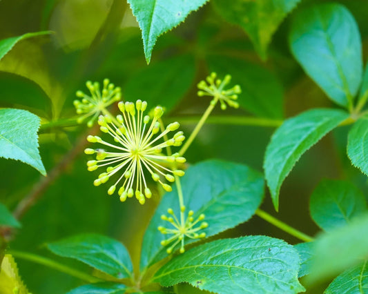 Fleurs d’éleuthérocoque séchées, plante adaptogène utilisée pour soutenir l’énergie, la vitalité et la résistance naturelle au stress