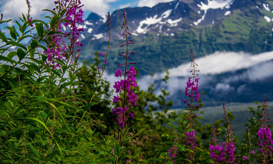 Plantes d'épilobe en épi (fleurs roses) poussant en montagne avec en arrière-plan des sommets enneigés et des nuages bas. Habitat naturel de cette plante utilisée pour l'Ivan Chai