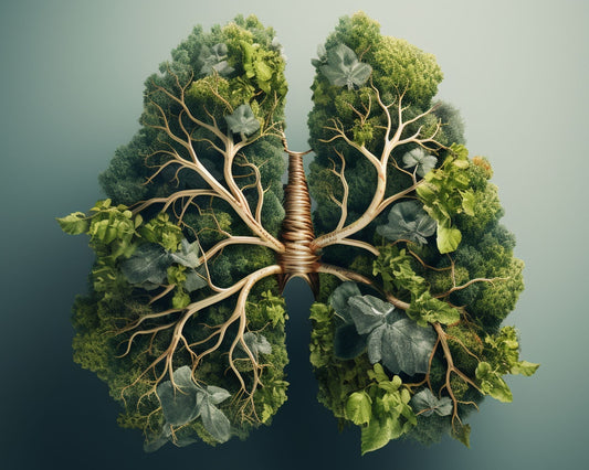 Illustration représentant des poumons formés de plantes vertes symbolisant la détoxification et le bien-être des voies respiratoires