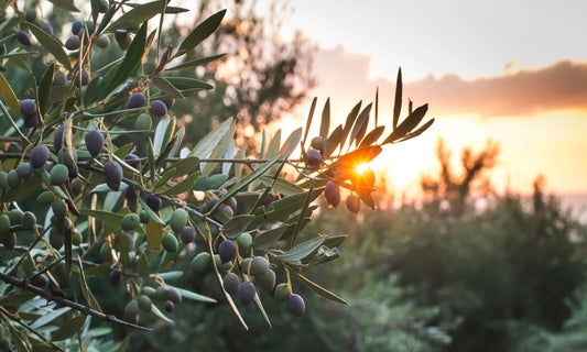 Gros plan sur des branches d’olivier chargées d’olives vertes, avec une oliveraie et un coucher de soleil en arrière-plan, symbole de la Méditerranée et de la récolte des olives.