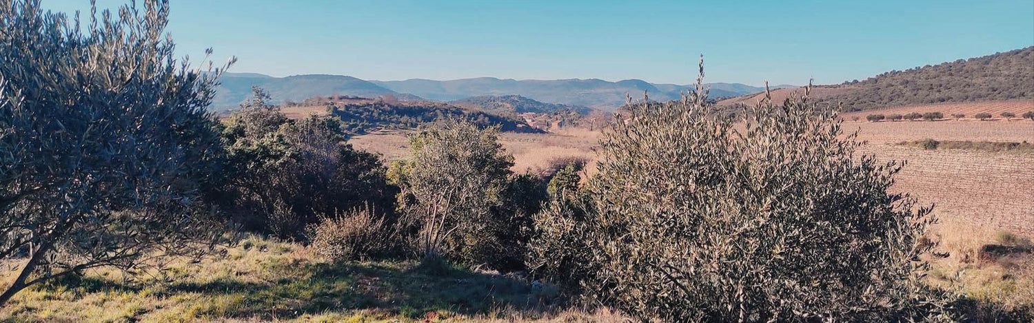 Paysage d’oliviers dans le Sud de la France, oliveraie à l’origine de la savonnerie artisanale KAEA