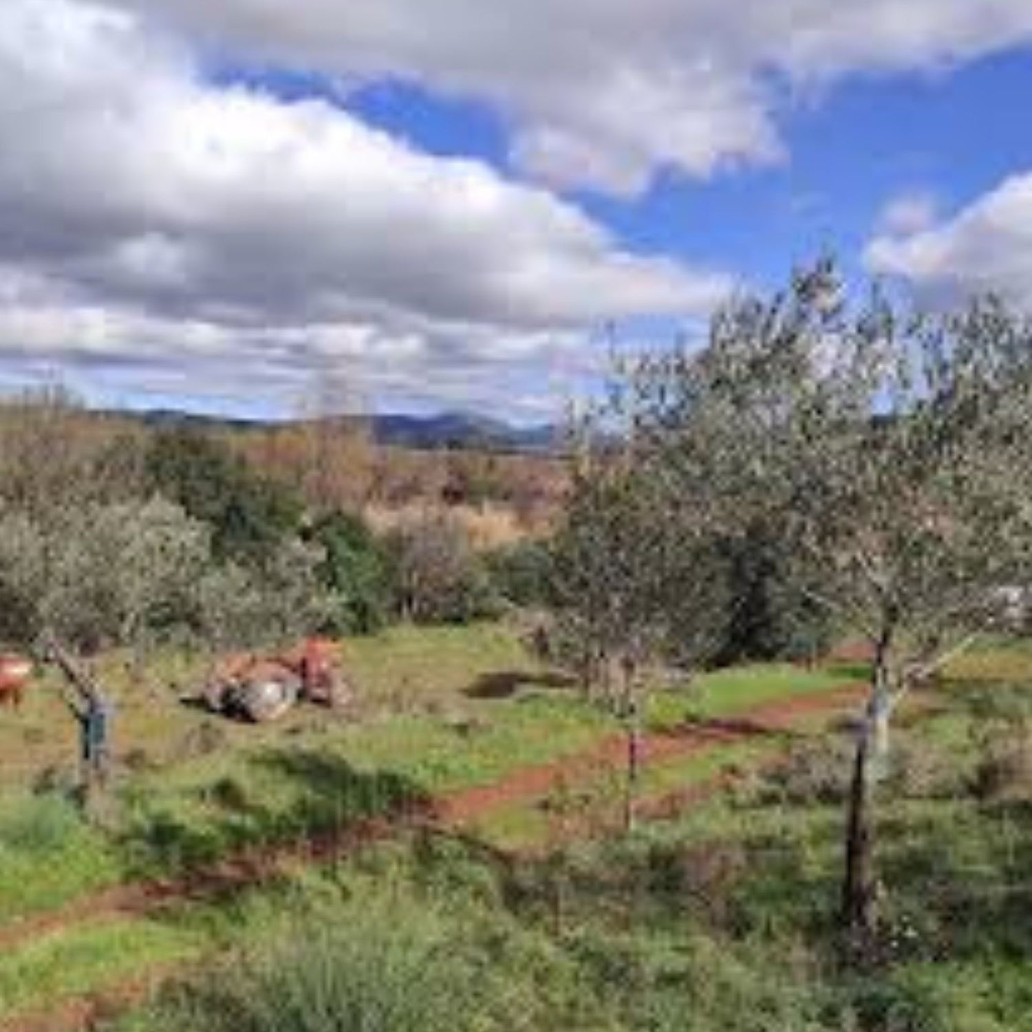 Oliveraie KAEA située près du lac du Salagou et de la rivière de la Lergue, paysage de terre rouge avec oliviers et plantes sauvages en Hérault