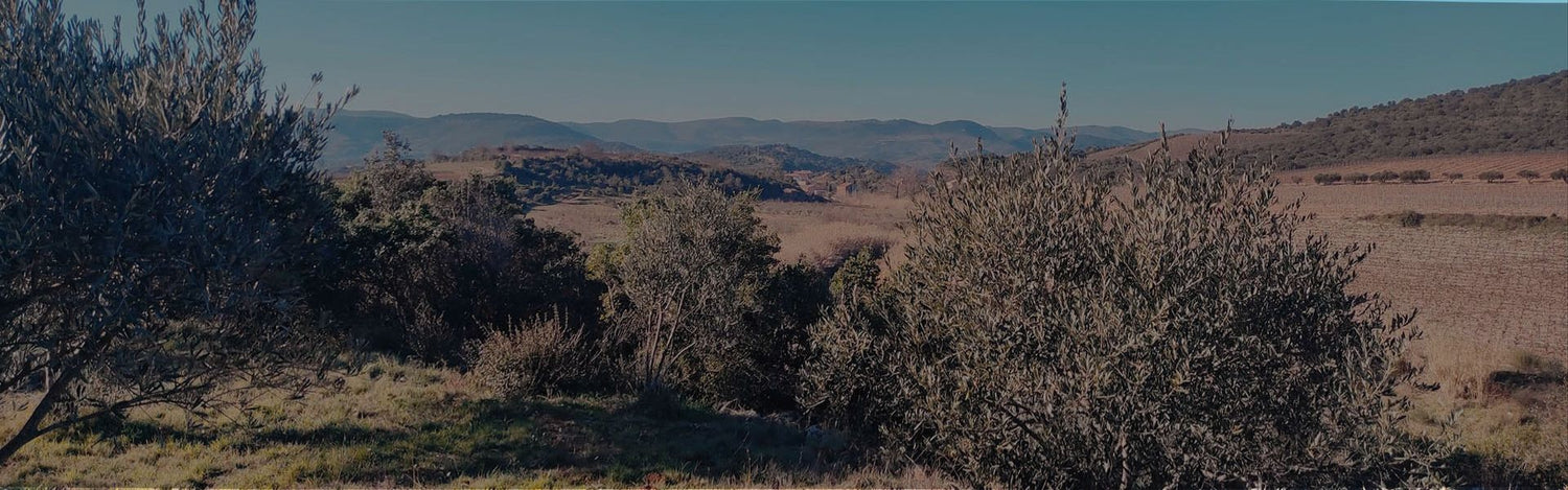 Oliveraie dans le sud de la France avec des arbres d’olivier sous le soleil méditerranéen, paysage naturel et traditionnel de Provence