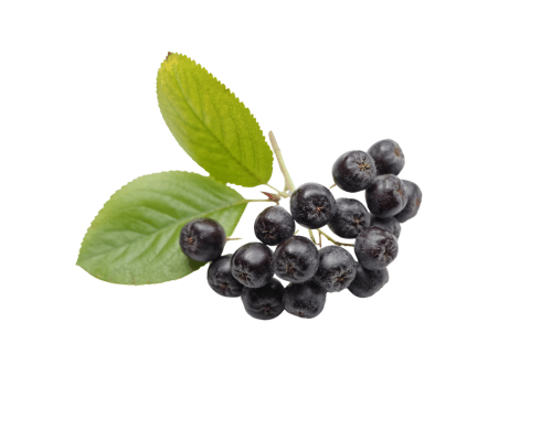 aronia