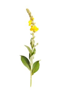 bouillon blanc, tige, feuilles et fleurs