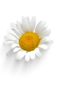 fleur de camomille