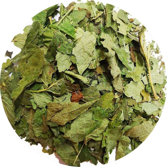 Gros plan de feuilles de cassis séchées en vrac, plante médicinale anti-inflammatoire douce et drainante, utilisée en tisane pour soulager l'arthrose et les douleurs articulaires au naturel