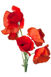 Coquelicot avec ses tiges vertes et fleurs rouges éclatantes, disposé dans un bouquet.