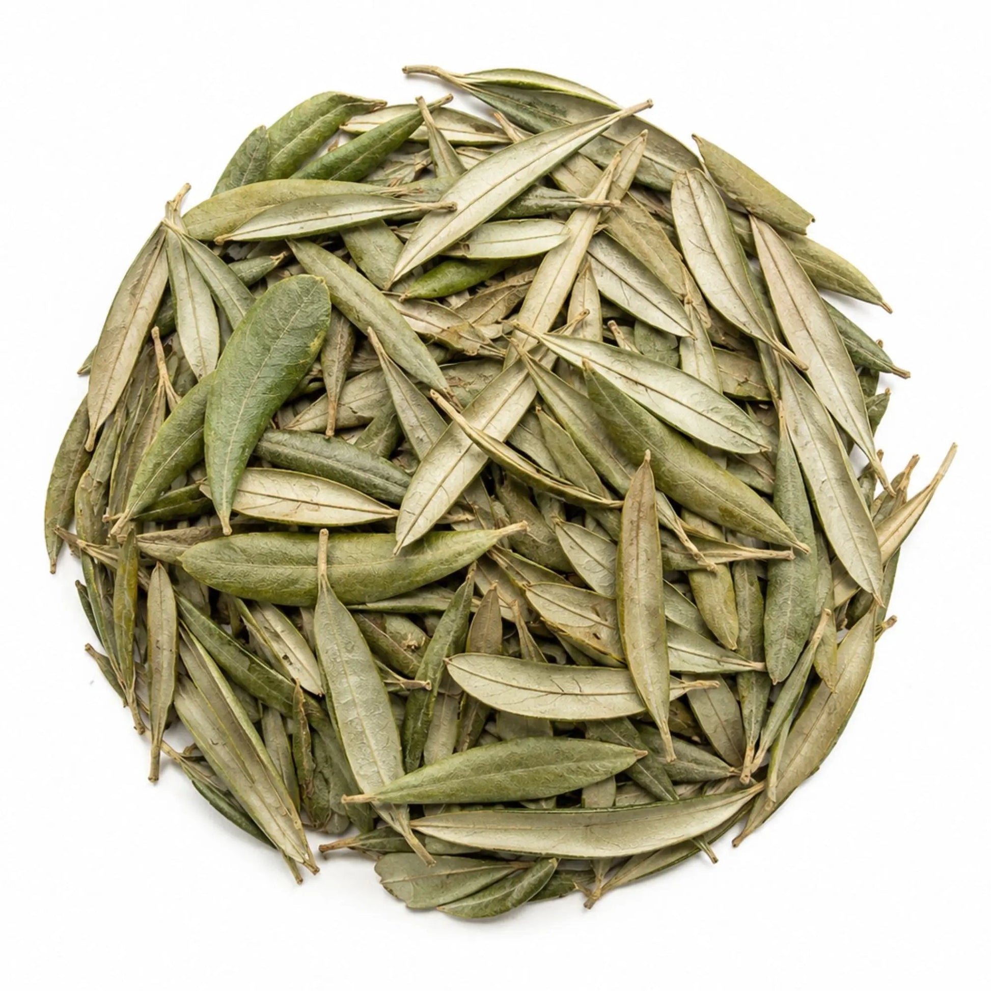 Feuilles d'olivier séchées utilisées en tisane pour accompagner l'équilibre de la tension artérielle.