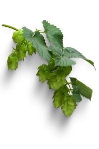houblon, tige, feuilles et cônes d'houblon