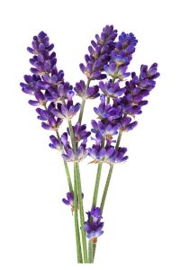 iges et fleurs violettes de lavande fraîche dans un bouquet
