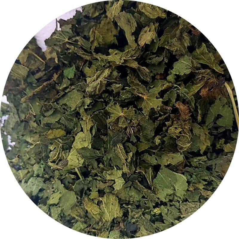 Gros plan de feuilles d'ortie séchées en vrac, plante médicinale riche en calcium, magnésium et silice, utilisée en tisane pour le confort articulaire et la reminéralisation