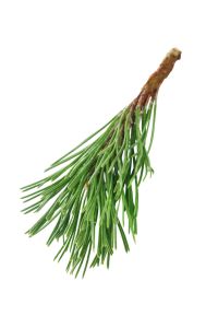 Aiguilles de pin vertes sur une tige de bois.