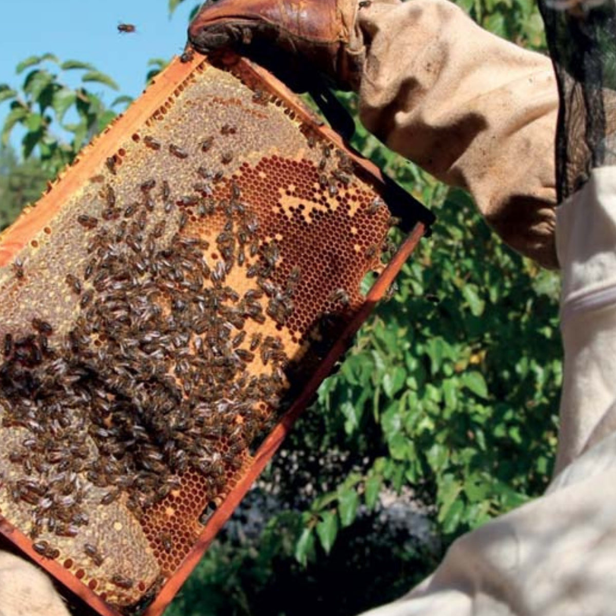 Cadre de ruche en bois couvert d'abeilles au travail sur les rayons de miel — l'origine des trésors de la ruche Propolia®