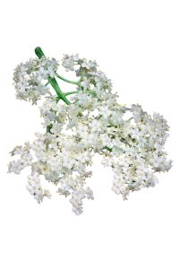 sureau noir, tige avec des fleurs blanches