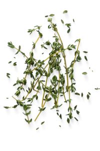 thym serpolet, tiges et feuilles