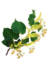 tilleul, tige, feuilles et fleurs jaunes